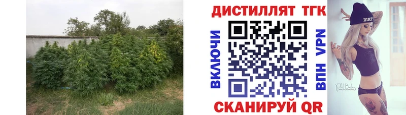 Дистиллят ТГК THC oil Камбарка